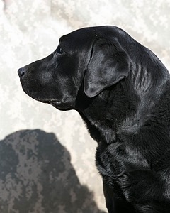 Guinness