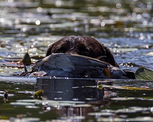 Otter Henry