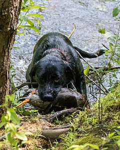 Josie