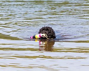 Phelps