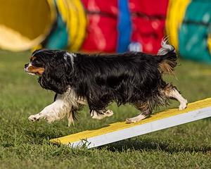 Finn Hamm