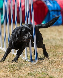 20160618-CCKC-1644.jpg