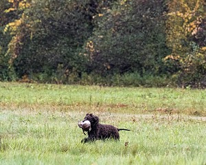 Ghillie Kezer