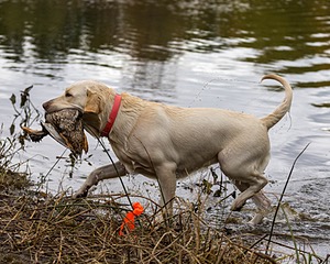 Frankie Field