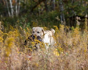 Meadowmere's Annisquam JH WC CGC (Annie)