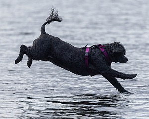 Tango Abbruzzese