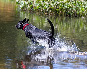Baxter Morrow