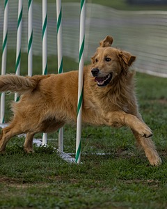 Bodhi Usher