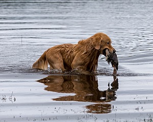 Opie McGee