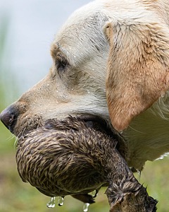Goose