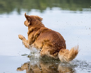 Moose Curtis