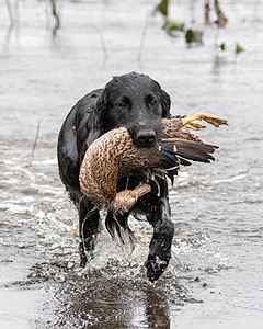 Splash Nettleton-Smilas