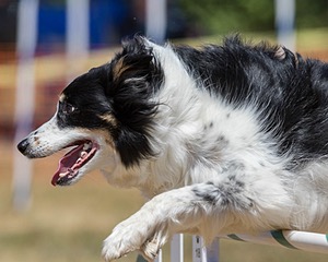 20160619-CCKC-0737.jpg