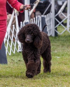09 - GCH CH POOLE'S IDE DARK KNIGHT RN CGC TKN ATT (Oscar)