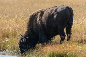 Yellowstone National Park