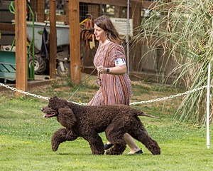 11 - GCH CH BREKKON'S FIRST MARK BN RN CGC TKN