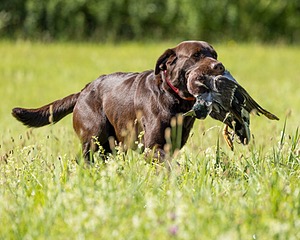 Gunny Fisher