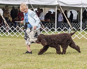 07 - GCH CH CASTLEHILL'S RAMBLIN' RAFAEL O'CRISPIN BN (Rafi)