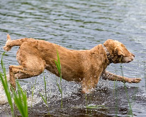 20170603-SHRW-1311.jpg