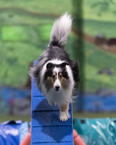 Switch Rogers