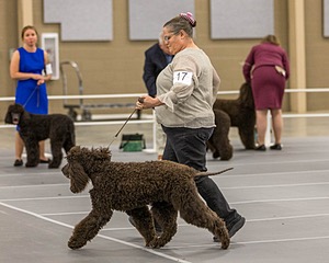 17 - Ballyhoo’s V Finnegan Mcneill BN FDC CA BCAT DS DJ CGCA TKN VHMA JH JHU WD