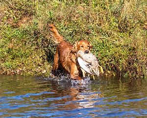 Canoe Lantiegne