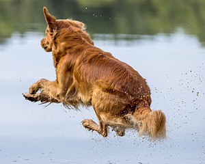 Moose Curtis