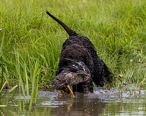 Ghillie Kezer