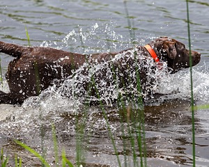 20170603-SHRW-1867.jpg