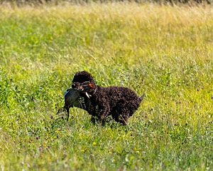 Ghillie Kezer