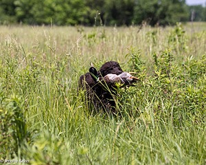 Ghillie Kezer