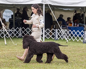 20 - GCHS CH POOLE'S IDE SAY NO MORE OHS CD RE JH DS (Simone)