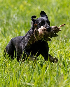 Gale Fleitz