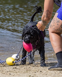 Moana Sardelli