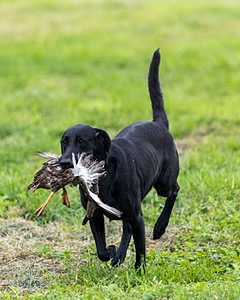 Cane Robichaud