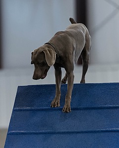 Casper Basson