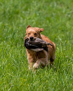 20170603-SHRL-0061.jpg