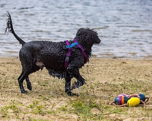 Perry Schaub