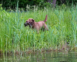 Hunter Law
