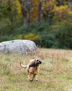 Rooster Johnston