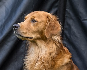 Moose Curtis