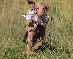 Timber O'Neil