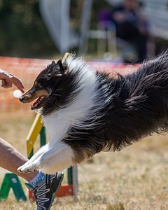 20160618-CCKC-1819.jpg