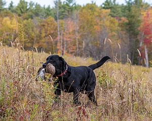Shoreline's Dancing Girl (Sadie)