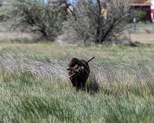 Ghillie