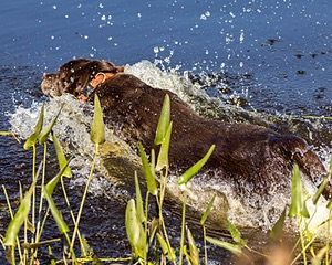 Chip Decie