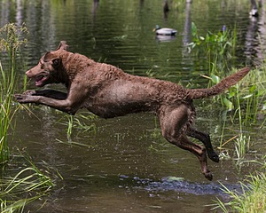 Monster Zajchowski
