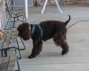 Paddy