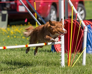 Nixie O'Connell