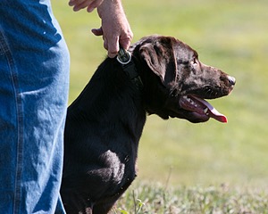 GRIZ Williams